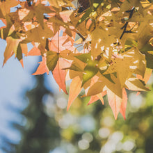 Load image into Gallery viewer, Pink three-lobed serrated autumn leaves glisten in the sun on a Liquidambar formosana Chinese Sweet Gum Tree within Asia