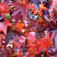 Load image into Gallery viewer, Red autumn leaves glisten in the sun on a large Liquidambar formosana Chinese Sweet Gum Tree within Taiwan