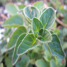 Load image into Gallery viewer, Morning sun hits the deep green leaves of a potted plant of the herb Oregano Origanum vulgare | Heartwood Seeds UK
