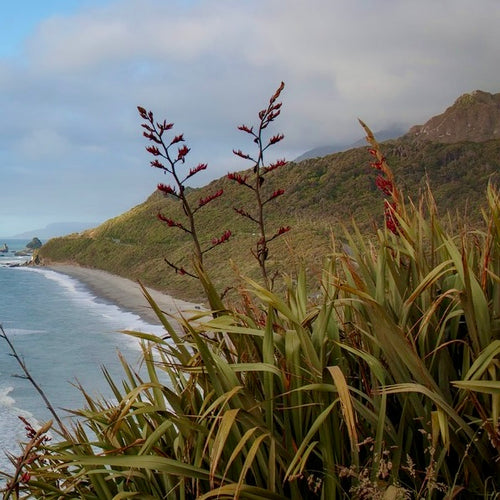 Fiery Red Flower Spikes Rise Above Green-Bronze Foliage of Coastal Plant New Zealand Flax Phormium tenax | Heartwood Seeds UK