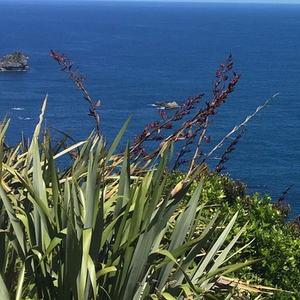 Orange Blooms and Vibrant Green Leaves of Maori Native Traditional Textile Plant Phormium tenax New Zealand Flax Near the Sea