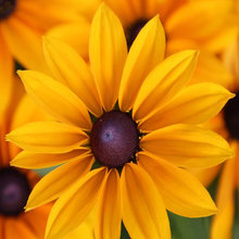 Load image into Gallery viewer, Deep-orange ray florets circle purple, dome-shaped cone disc florets on Black-eyed Susan Rudbeckia hirta | Heartwood Seeds UK