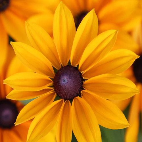 Deep-orange ray florets circle purple, dome-shaped cone disc florets on Black-eyed Susan Rudbeckia hirta | Heartwood Seeds UK