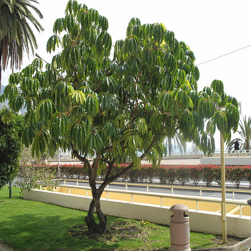 A beautiful Schefflera pueckleri Umbrella Tree with an attractive low canopy of architectural foliage | Heartwood Seeds UK