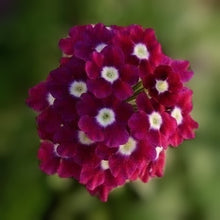 Load image into Gallery viewer, Beautiful intensely coloured long-lasting fragrant purple autumn blooms &amp; serrated foliage of annual verveine Verbena hybrida