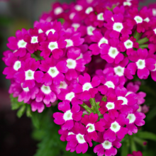 Load image into Gallery viewer, Close-up photo of vibrant magenta-pink florist speciality plant Verbena hybrida flowers with white centres and green foliage