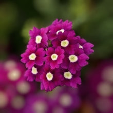 Load image into Gallery viewer, Vivid magenta phlox-like showy summer flowers of garden perennial plant Verbena hybrida the Rose Vervain | Heartwood Seeds UK