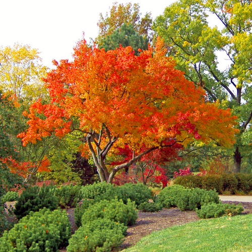Shapely form bright bark and warm autumn foliage colours of an Acer pensylvanicum Snakebark Maple Tree | Heartwood Seeds UK