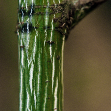 Load image into Gallery viewer, Green and white striped bark of an Acer pensylvanicum Snakebark Maple Tree