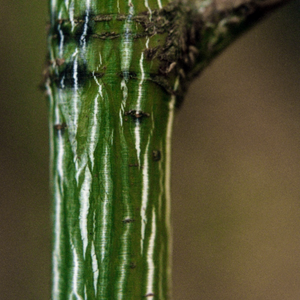 Green and white striped bark of an Acer pensylvanicum Snakebark Maple Tree