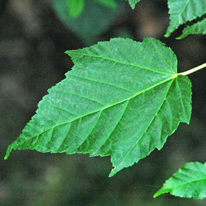Green palmate leaf of an Acer davidii Snarkbark Maple tree during summer