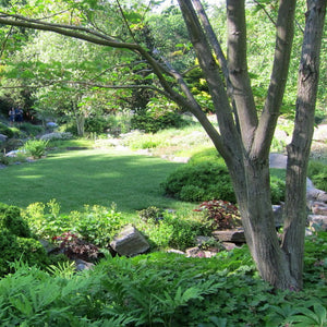 Acer davidii Snarkbark Maple tree complimenting a Japanese Garden