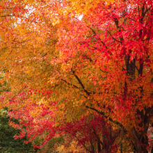 Load image into Gallery viewer, Palmate autumn leaves in amazing pink orange &amp; yellow hues of Acer davidii Snarkbark Maple garden tree | Heartwood Seeds UK