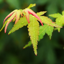 Load image into Gallery viewer, Beautiful five-lobed leaves contrast in red to green colours during spring on an Acer elegantulum Elegant Maple bonsai tree 