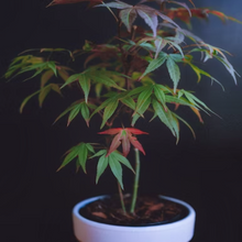 Load image into Gallery viewer, Raindrops shine in the sun on lush green serrated foliage of an Acer elegantulum Elegant Maple garden bonsai tree in summer