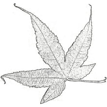 Load image into Gallery viewer, Illustration of the leaf of an Acer elegantulum Elegant Maple Tree