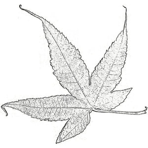 Illustration of the leaf of an Acer elegantulum Elegant Maple Tree