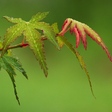 Load image into Gallery viewer, Red emerging spring leaves contrast with green leaves on an Acer elegantulum Elegant Maple Tree | Heartwood Seeds Bonsai UK