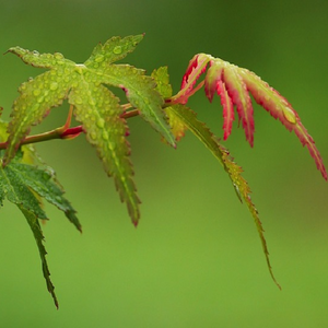 Red emerging spring leaves contrast with green leaves on an Acer elegantulum Elegant Maple Tree | Heartwood Seeds Bonsai UK