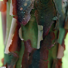 Load image into Gallery viewer, Beautiful Red and Green peeling bark on the tree trunk of an Acer ginnala Flame Amur Maple