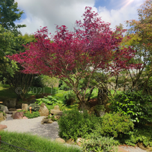 Load image into Gallery viewer, A burgundy purple Acer palmatum Atropurpureum Maple tree within a Japanese Garden at the National Botanic Garden of Wales