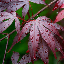 Load image into Gallery viewer, Rain drops covering the deep purple leaves of Acer palmatum atropurpureum
