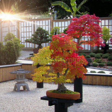 Acer palmatum Japanese Maple bonsai tree on display | Heartwood Seeds UK
