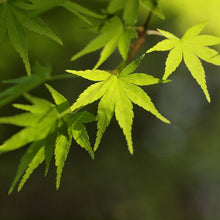 Load image into Gallery viewer, Delicate bright green spring leaves of an Acer palmatum Japanese Maple