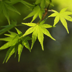 Delicate bright green spring leaves of an Acer palmatum Japanese Maple