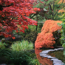 Load image into Gallery viewer, Acers displaying a variety of autumn fall colours alongside a winding stone path within a Japanese Garden