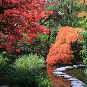 Acers displaying a variety of autumn fall colours alongside a winding stone path within a Japanese Garden