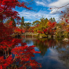 Load image into Gallery viewer, Bright red autumn fall colours of Japanese Maples overlooking a pond within a Japanese Garden