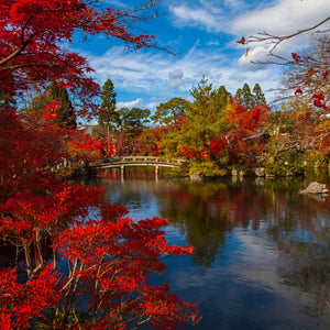 Bright red autumn fall colours of Japanese Maples overlooking a pond within a Japanese Garden