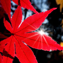 Load image into Gallery viewer, Sunlight shining through the scarlet red late autumn fall leaves of an Acer palmatum Japanese Maple