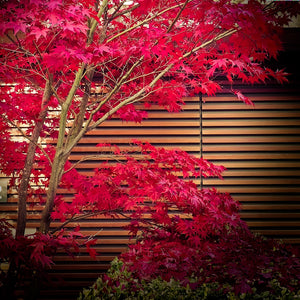 Brilliant scarlet red autumn fall leaves of an Acer palmatum Osakazuki Japanese Maple RHS AGM bonsai tree | Heartwood Seeds UK