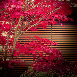 acer osakazuki bonsai Acer palmatum 'Osakazuki' (Japanese Maple) | 5 Seeds