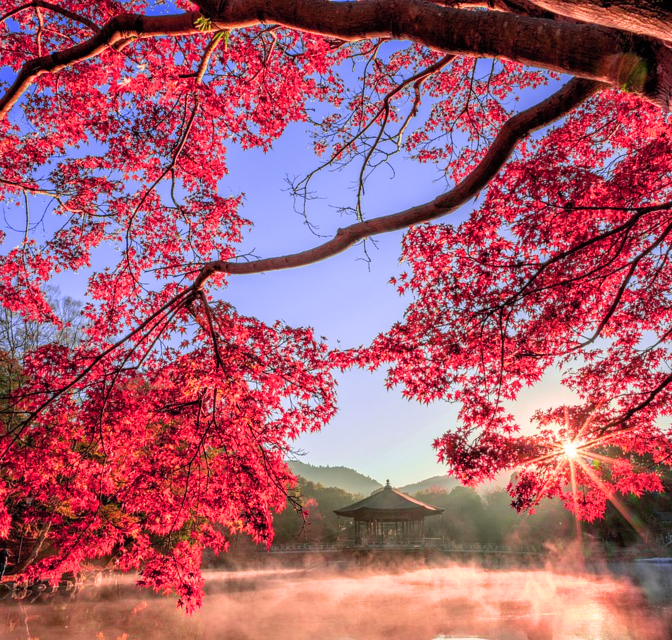 Beautiful and brilliant scarlet red autumn fall foliage on an Acer palmatum 'Osakazuki' Japanese Maple within Japan