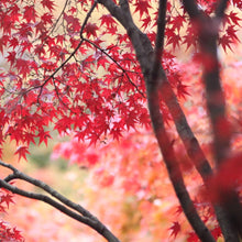Load image into Gallery viewer, Bright pink painting like leaves of a mature Acer palmatum Osakazuki Japanese Maple