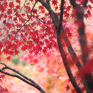 Bright pink painting like leaves of a mature Acer palmatum Osakazuki Japanese Maple