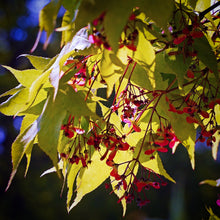 Load image into Gallery viewer, Red winged seed keys hang off the green leaves of a mature Acer palmatum Osakazuki tree