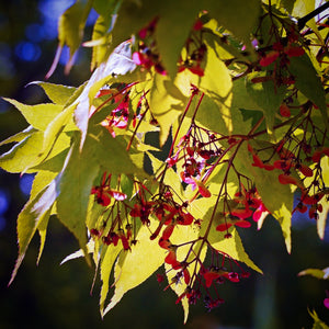 Red winged seed keys hang off the green leaves of a mature Acer palmatum Osakazuki tree