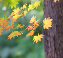 Load image into Gallery viewer, Blue sky glistening through the orange autumn fall leaves of an Acer pseudosieboldianum