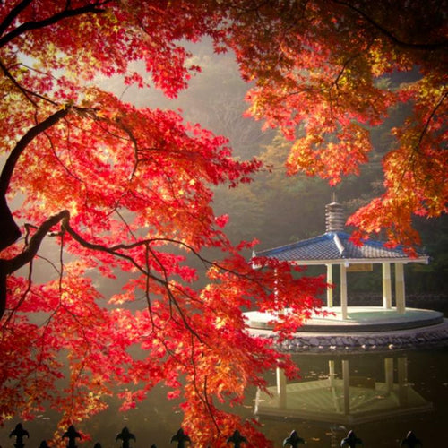 A pagoda and the red autumn fall colours of an Acer pseudosieboldianum Korean Maple reflection in a lake | Heartwood Seeds UK