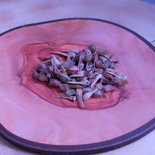Load image into Gallery viewer, Acer pseudosieboldianum Korean Maple Seeds