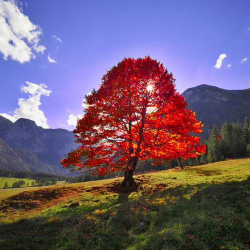 Brilliant deep scarlet autumn foliage on the rounded shape of an older Acer rubrum Red Maple tree | Heartwood Seeds Bonsai UK