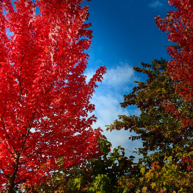 Red Pyramidal Maple Acer rubrum (Red Maple Tree) | 25 - 1,000 Seeds | £3.49 - £79.99 ...