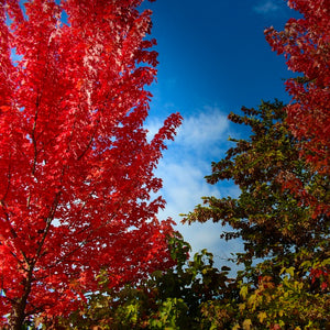 Fiery red fall colour on the autumn foliage of a young Acer rubrum Red Maple tree with a beautiful pyramidal shape 