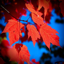 Load image into Gallery viewer, Sun shines on the warm red-orange autumn colours and serrated margins on the palmate foliage of an Acer rubrum Red Maple tree