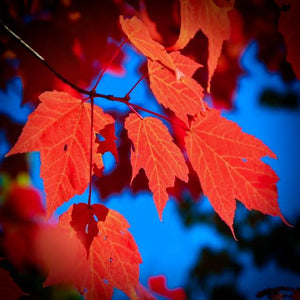 Sun shines on the warm red-orange autumn colours and serrated margins on the palmate foliage of an Acer rubrum Red Maple tree