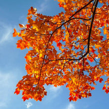 Load image into Gallery viewer, Looking up at the bright blue North American sky through brilliant burnt orange fall leaves of an Acer rubrum Red Maple tree